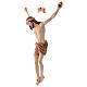 Corpo Cristo Siena brunito 3 colori s3