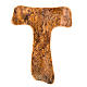 Bright olive wood bark tau cross s1