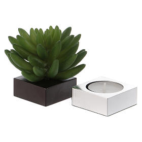 Urna cineraria  Ray  C. s6