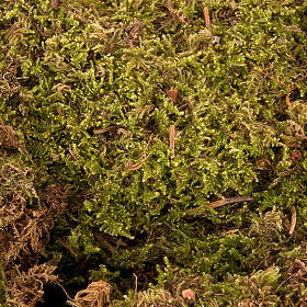 Nativity set accessory: moss carpet 60 gr.