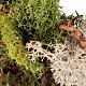 Set alberelli con licheni presepe fai da te s4