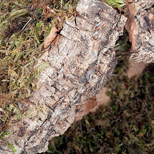 Capanna presepio sughero muschio con mangiatoia 35X20X24 2