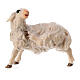 Sheep scratching itself Original Nativity Scene in painted wood from Valgardena 10 cm s1