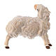 Sheep scratching itself Original Nativity Scene in painted wood from Valgardena 10 cm s2