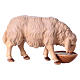 Mouton qui boit dans un bol pour crèche Original bois peint Val Gardena 12 cm s2