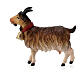 Chèvre avec clochette crèche Original bois peint Val Gardena 10 cm s1
