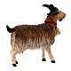 Chèvre avec clochette crèche Original bois peint Val Gardena 10 cm s4