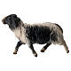 Spotted Sheep Running, 10 cm Original Nativity model, in painted Valgardena wood s3