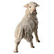 Sheep looking back, Original Nativity Scene in painted wood from Valgardena 10 cm s4