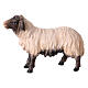 Mouton qui regarde devant avec tête foncée Original crèche bois peint Val Gardena 10 cm s1