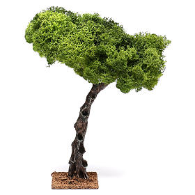 Quercia per presepe cm 25