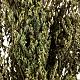 Alberi per presepe Tris 16X3X32 s3