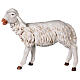 Standing sheep for nativities by Fontanini 125cm resin s1