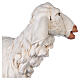 Standing sheep for nativities by Fontanini 125cm resin s4