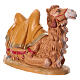 Camelo sentado 33x16x21 cm resina para Presépio Fontanini com figuras de altura média 30 cm s4