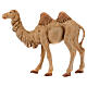 Camelo em pé para Presépio Fontanini com figuras de altura média 12 cm s1