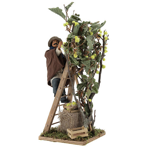 Homme sur échelle avec arbre 14 cm mouvement crèche Naples 4