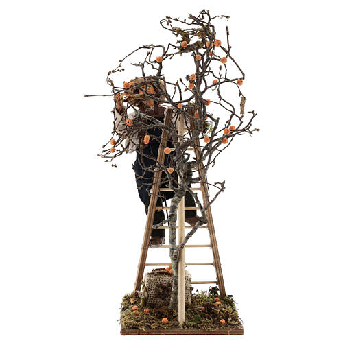 Homem com escada de mão árvore movimento 24 cm presépio napolitano 7