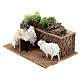 Pastor com ovelhas em movimento para presépio com figuras de 10 cm de altura média s2