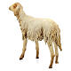 Schaf, für 30 cm Krippe von Angela Tripi, Terrakotta s5