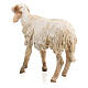 Schaf stehend, für 18 cm Krippe von Angela Tripi, Terrakotta s5