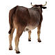 Boeuf debout crèche Angela Tripi 30 cm terre cuite s7