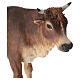 Boi em pé Angela Tripi terracota Presépio de altura média 30 cm s4
