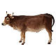 Boi em pé Angela Tripi terracota Presépio de altura média 30 cm s1