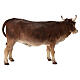 Boi em pé Angela Tripi terracota Presépio de altura média 30 cm s6