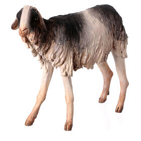 Schaf mit schwarz-weißem Fell, für 30 cm Krippe von Angela Tripi, Terrakotta