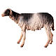 Schaf mit schwarz-weißem Fell, für 30 cm Krippe von Angela Tripi, Terrakotta s1