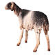 Schaf mit schwarz-weißem Fell, für 30 cm Krippe von Angela Tripi, Terrakotta s5