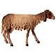 Schaf mit schwarz-weißem Fell, für 30 cm Krippe von Angela Tripi, Terrakotta s4