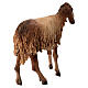 Schaf mit schwarz-weißem Fell, für 30 cm Krippe von Angela Tripi, Terrakotta s5