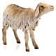 Stojąca owca z terakoty 18 cm Angela Tripi s3