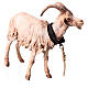 Pastore con capra 30 cm Angela Tripi s9