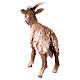 Cabra cabeça levantada 13 cm Angela Tripi terracota s4