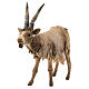 Koza mała 18 cm szopka Angela Tripi s2