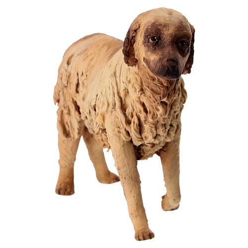 Cãe 30 cm presépio terracota Angela Tripi 2
