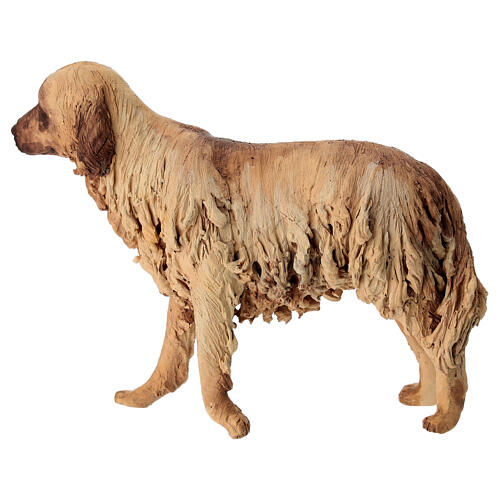 Cãe 30 cm presépio terracota Angela Tripi 4