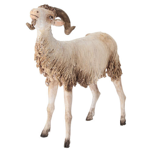 Ram 30cm Angela Tripi 2