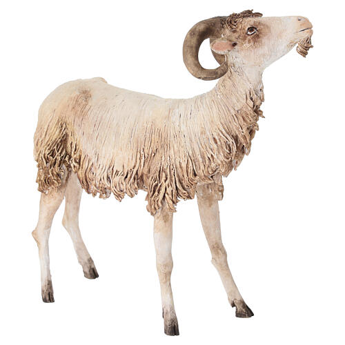 Ram 30cm Angela Tripi 3