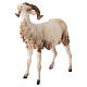 Ram 30cm Angela Tripi s2