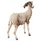 Ram 30cm Angela Tripi s5