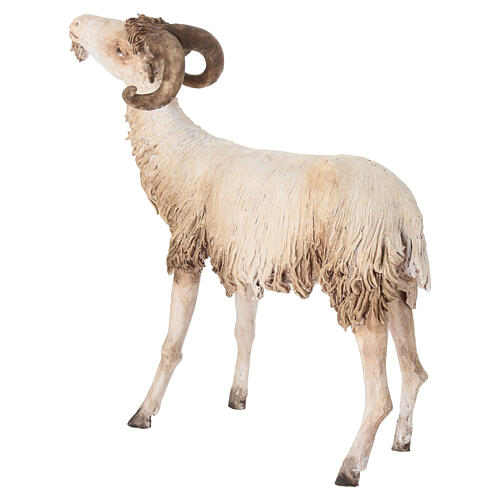Ram 30cm Angela Tripi 4