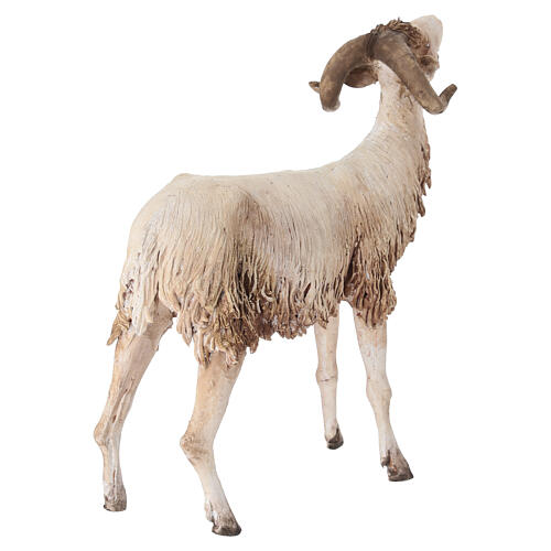 Ram 30cm Angela Tripi 5