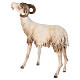 Ram 30cm Angela Tripi s4