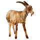 Goat 30cm Angela Tripi s3