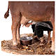 Hirte, eine Kuh melkend, für 13 cm Krippe von Angela Tripi, Terrakotta s4