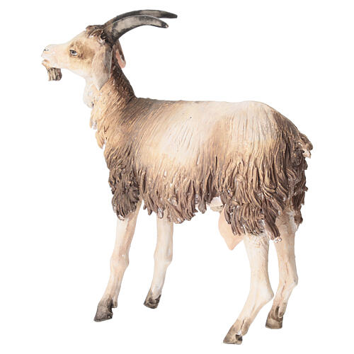Buck 30cm Angela Tripi 6
